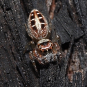 Opisthoncus sexmaculatus at Acton, ACT - 19 Aug 2022