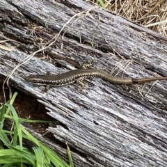 Eulamprus heatwolei (Yellow-bellied Water Skink) at Bullen Range - 23 Sep 2022 by Toitjie1