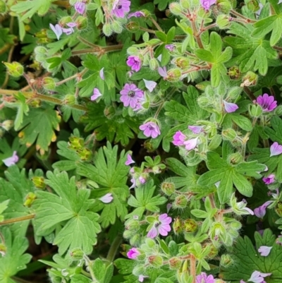 Geranium molle (Dove's-foot Cranesbill) at Isaacs Ridge - 23 Sep 2022 by Mike