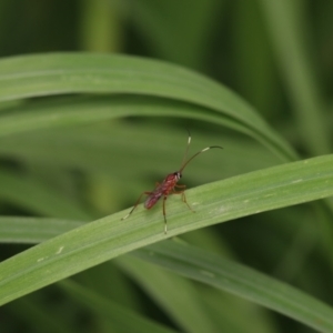 Ichneumonidae (family) at Murrumbateman, NSW - 23 Sep 2022