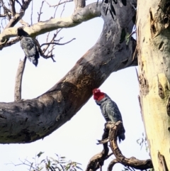 Callocephalon fimbriatum (Gang-gang Cockatoo) at Mawson, ACT - 23 Sep 2022 by dougsky