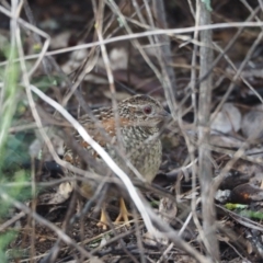Turnix varius (Painted Buttonquail) at Woodstock Nature Reserve - 23 Sep 2022 by wombey