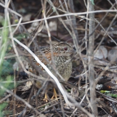Turnix varius (Painted Buttonquail) at Coree, ACT - 23 Sep 2022 by wombey