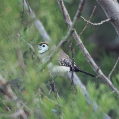 Stizoptera bichenovii (Double-barred Finch) at Coree, ACT - 24 Sep 2022 by wombey