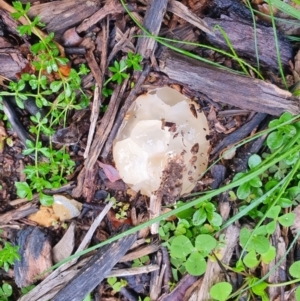 zz stinkhorn - miscellaneous at Curtin, ACT - 14 Aug 2022