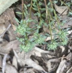 Poranthera microphylla at Aranda, ACT - 24 Sep 2022