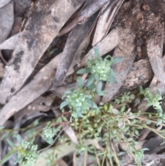 Poranthera microphylla at Aranda, ACT - 24 Sep 2022