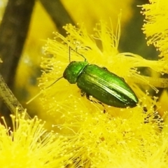 Melobasis obscurella (Obscurella jewel beetle) at Stromlo, ACT - 24 Sep 2022 by HelenCross