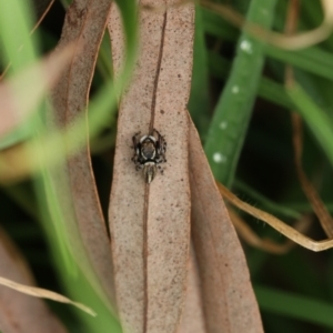 Maratus scutulatus at Murrumbateman, NSW - 24 Sep 2022 01:15 PM