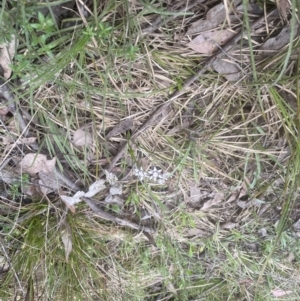 Wurmbea dioica subsp. dioica at Aranda, ACT - 24 Sep 2022