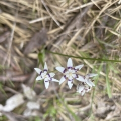 Wurmbea dioica subsp. dioica at Aranda, ACT - 24 Sep 2022