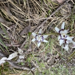 Wurmbea dioica subsp. dioica at Aranda, ACT - 24 Sep 2022