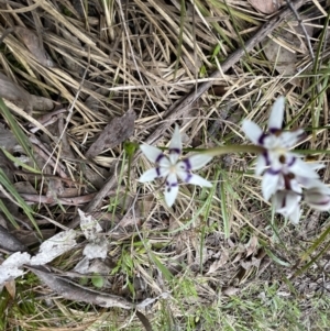 Wurmbea dioica subsp. dioica at Aranda, ACT - 24 Sep 2022