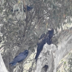 Aquila audax (Wedge-tailed Eagle) at Stromlo, ACT - 24 Sep 2022 by HelenCross