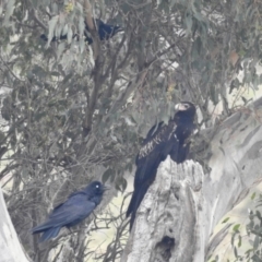 Aquila audax (Wedge-tailed Eagle) at Stromlo, ACT - 23 Sep 2022 by HelenCross