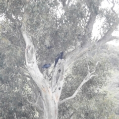 Aquila audax at Stromlo, ACT - 24 Sep 2022