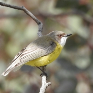 Gerygone olivacea at Stromlo, ACT - 24 Sep 2022