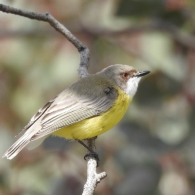 Gerygone olivacea (White-throated Gerygone) at Stromlo, ACT - 24 Sep 2022 by HelenCross
