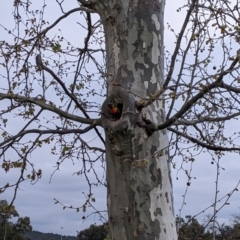 Trichoglossus moluccanus (Rainbow Lorikeet) at Albury, NSW - 23 Sep 2022 by Darcy