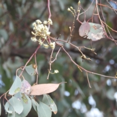 Eucalyptus polyanthemos (Red Box) at Stromlo, ACT - 24 Sep 2022 by HelenCross