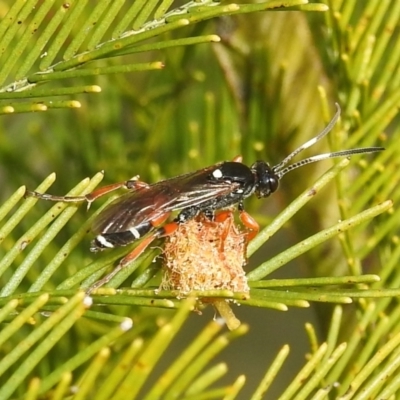 Ichneumon promissorius (Banded caterpillar parasite wasp) at Stromlo, ACT - 24 Sep 2022 by HelenCross