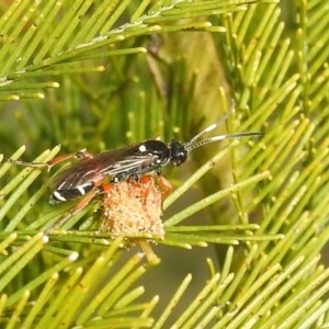 Ichneumon promissorius at Stromlo, ACT - 24 Sep 2022