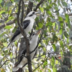 Dacelo novaeguineae (Laughing Kookaburra) at Tallong, NSW - 14 Sep 2022 by GlossyGal