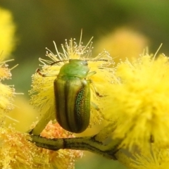 Calomela juncta at Stromlo, ACT - 24 Sep 2022