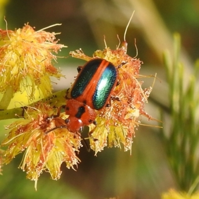 Calomela curtisi (Acacia leaf beetle) at Stromlo, ACT - 24 Sep 2022 by HelenCross
