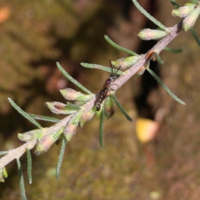 Crabroninae (subfamily) (Unidentified solitary wasp) at Albury, NSW - 24 Sep 2022 by KylieWaldon