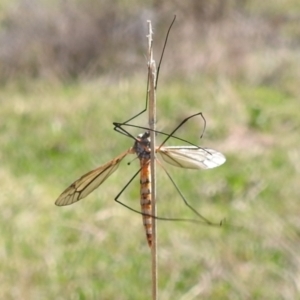 Ischnotoma (Ischnotoma) rubriventris at suppressed - 24 Sep 2022