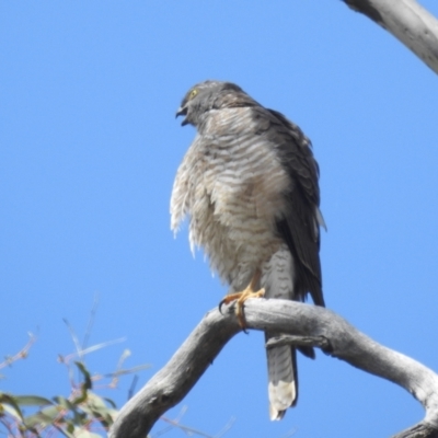 Tachyspiza cirrocephala (Collared Sparrowhawk) at Stromlo, ACT - 24 Sep 2022 by HelenCross