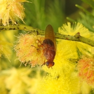 Lauxaniidae (family) at Stromlo, ACT - suppressed