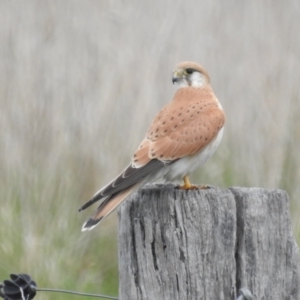 Falco cenchroides at Stromlo, ACT - suppressed