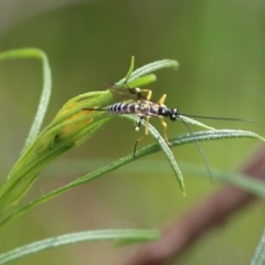 Sericopimpla sp. (genus) (Case Moth Larvae Parasite Wasp) at Albury, NSW - 24 Sep 2022 by KylieWaldon