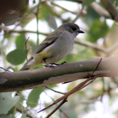 Pachycephala pectoralis (Golden Whistler) at Albury, NSW - 24 Sep 2022 by KylieWaldon