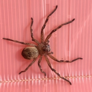 Sparassidae (family) at Coree, ACT - 24 Sep 2022