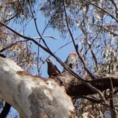 Callocephalon fimbriatum (Gang-gang Cockatoo) at Aranda Bushland - 24 Sep 2022 by CathB