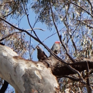 Callocephalon fimbriatum at Cook, ACT - 24 Sep 2022