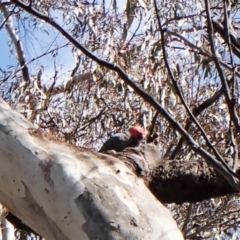 Callocephalon fimbriatum at Cook, ACT - 24 Sep 2022