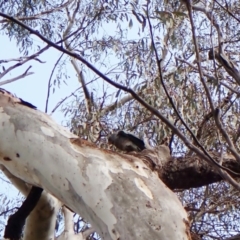 Callocephalon fimbriatum at Cook, ACT - 24 Sep 2022