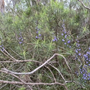 Comesperma volubile at Hawker, ACT - 24 Sep 2022