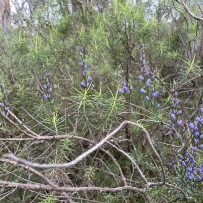 Comesperma volubile (Love Creeper) at Hawker, ACT - 23 Sep 2022 by John Brannan