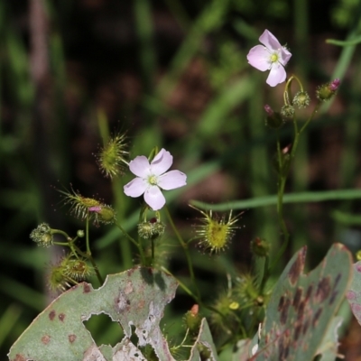 Drosera gunniana (Pale Sundew) at West Albury, NSW - 24 Sep 2022 by KylieWaldon