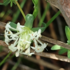 Pimelea linifolia (Slender Rice Flower) at West Albury, NSW - 24 Sep 2022 by KylieWaldon