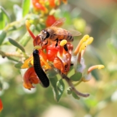 Apis mellifera at West Albury, NSW - 24 Sep 2022 by KylieWaldon