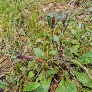 Ajuga australis at Isaacs, ACT - 24 Sep 2022