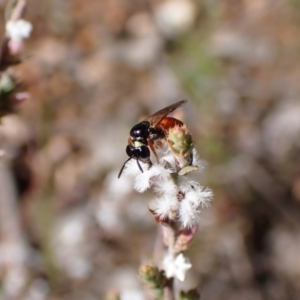 Exoneura sp. (genus) at Aranda, ACT - 20 Sep 2022 03:13 PM