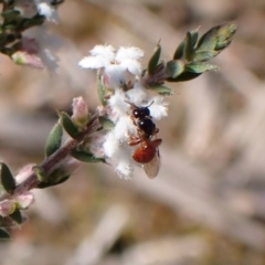 Exoneura sp. (genus) at Aranda, ACT - 20 Sep 2022 03:13 PM