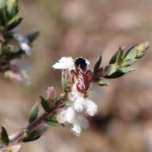 Exoneura sp. (genus) at Aranda, ACT - 20 Sep 2022 03:13 PM